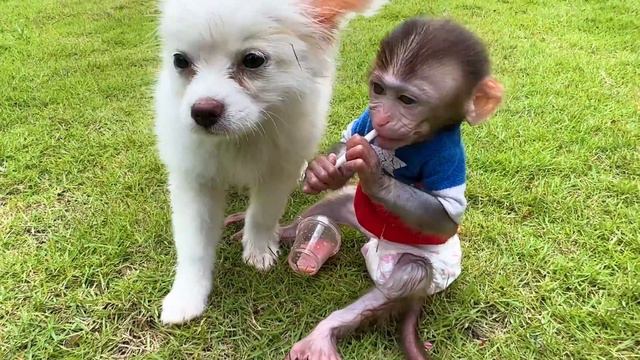 Baby Monkey Chu Chu Goes Fishing By The Stream And Eats Fruit With Puppies In Garden смотреть онлайн