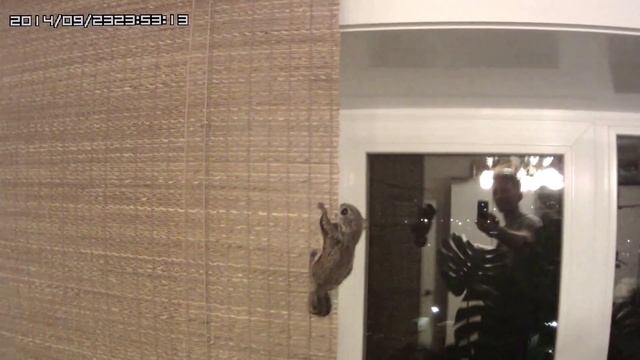 Flying Squirrel - Белка летяга. смотреть онлайн