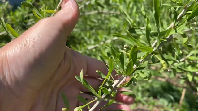 Годжи красная. 13 мая 2023 года. Самарская область смотреть онлайн