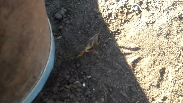 Медведка,кто это?! смотреть онлайн