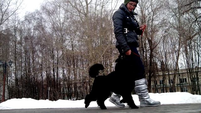 Малый черный пудель Гуффи, 7,5 месяцев, занятие смотреть онлайн