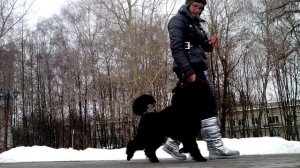 Малый черный пудель Гуффи, 7,5 месяцев, занятие