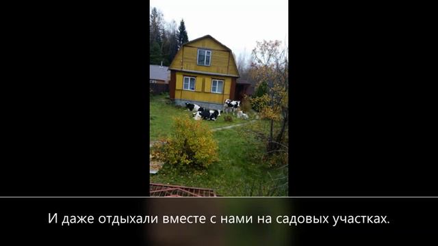 СПАСИТЕ ЖИВОТНЫХ! ФЕРМЕР ЖИВОДЕР В ПОДМОСКОВЬЕ! смотреть онлайн