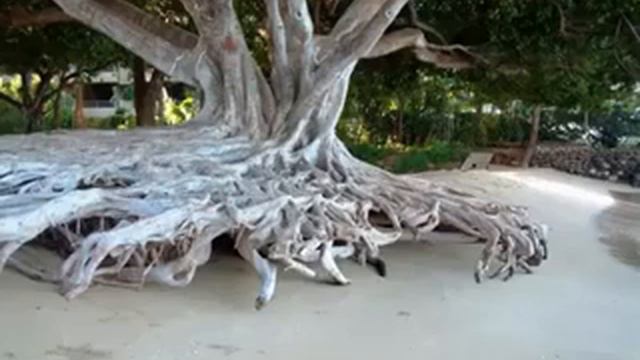 Coral Cantate Domino(8) смотреть онлайн