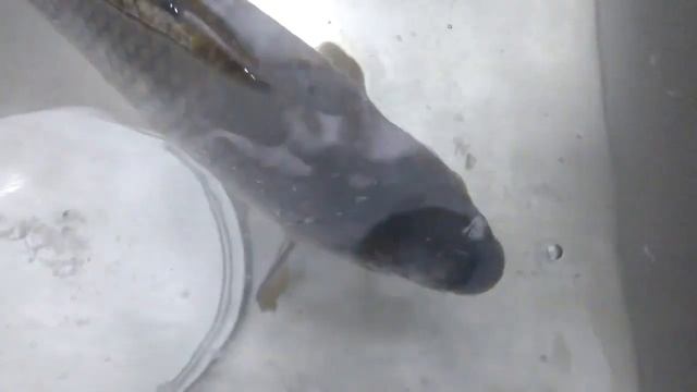 Оживление замороженного карпа смотреть онлайн