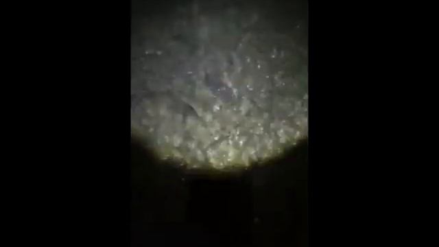 "Корюшки тьма": в Невельске ночью вода серебрилась от малоротки, идущей на нерест смотреть онлайн