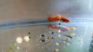 Плавниковая гниль у меченосцев.(Как Я ее лечу.)