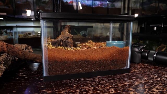Golden Red Rump Tarantula (Brachypelma albiceps) Care & Information смотреть онлайн