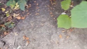 Павловния войлочная это зло!