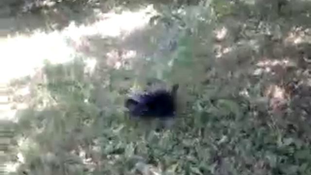 Сумашедший йорк смотреть онлайн