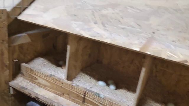 Амераукана Лаванда смотреть онлайн