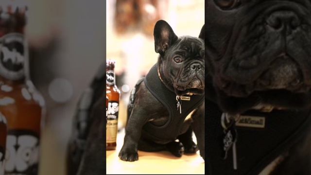 Пиво для собак