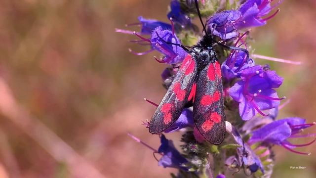 Six-spot Burnet (Zygaena Filipendulae)