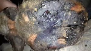 Болезнь копыт крс