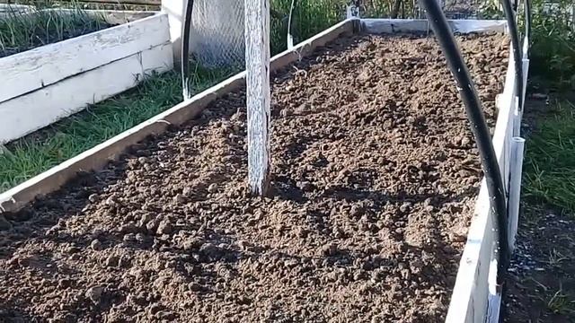 Как сеять морковь в высоких грядках смотреть онлайн