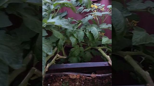 Нужно пасынковать балконные томаты или нет? смотреть онлайн