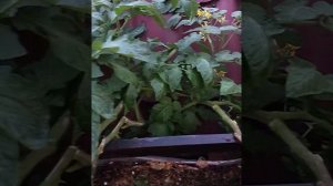 Нужно пасынковать балконные томаты или нет?