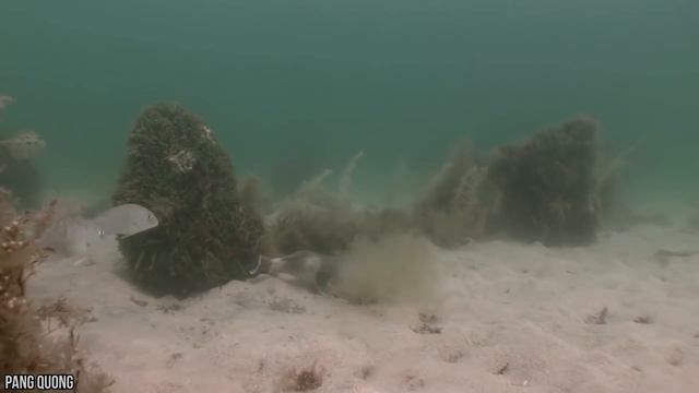 15 Deep Sea Creatures That Actually Exist! смотреть онлайн