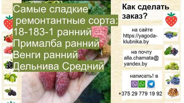 Малина весна 2024 г. Самые сладкие сорта летней и ремонтантной малины.
