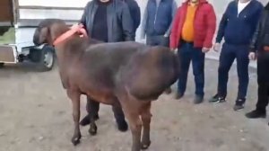 Баран стоимость 40 тысяч долларов. или самый дорогой баран в Казахстане!