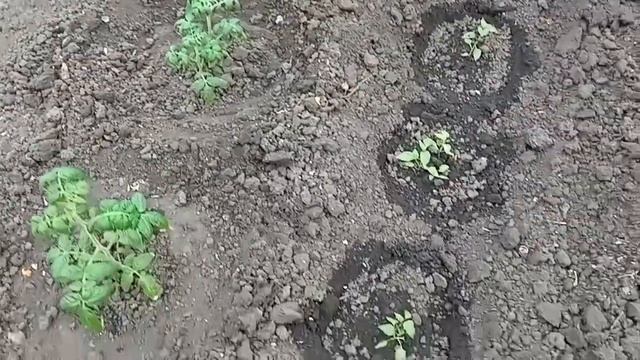 КОМНАТНЫЕ ПОМИДОРЫ в открытом грунте смотреть онлайн