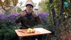 Картофель Прайм