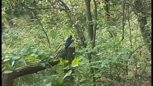 Ansan in Seoul - Travel in Seoul, Korea by Mercene Travel смотреть онлайн