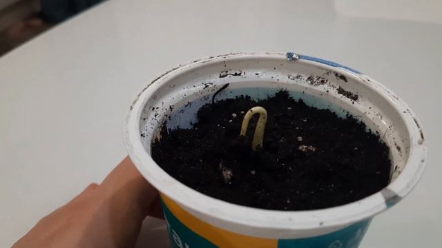 Хурма из семечки ч.1 смотреть онлайн