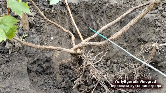 ? Как пересадить взрослый куст винограда на новое место. Необычный способ.