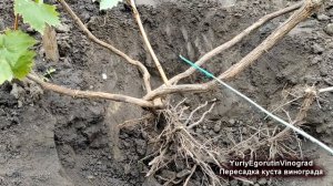 ? Как пересадить взрослый куст винограда на новое место. Необычный способ.