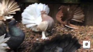 Голуби Индийские Павлины. (Результат подрезания хвостов)