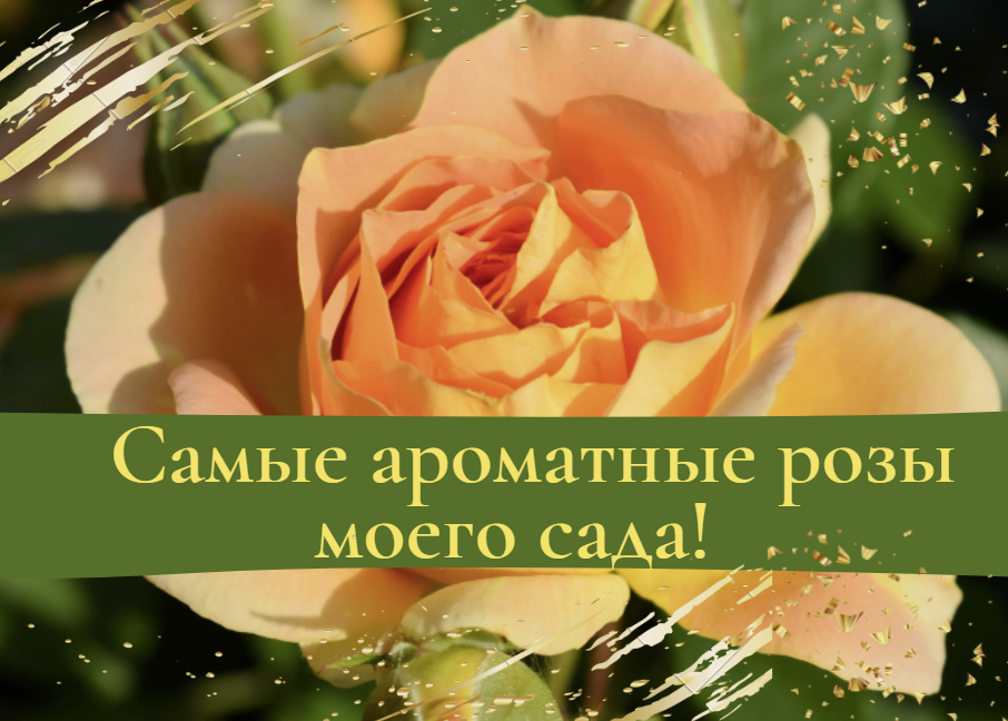 Самые ароматные розы моего сада.