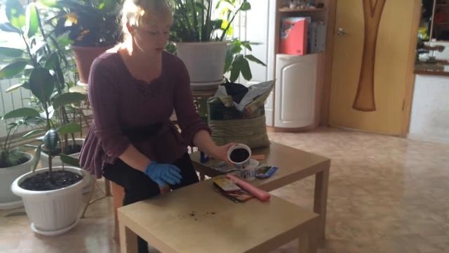 Рассада для теплицы смотреть онлайн