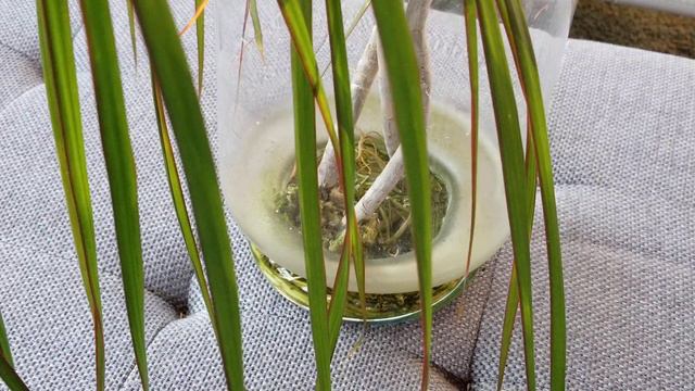 Dracaena Marginata Tutorial: Tips on Care. смотреть онлайн