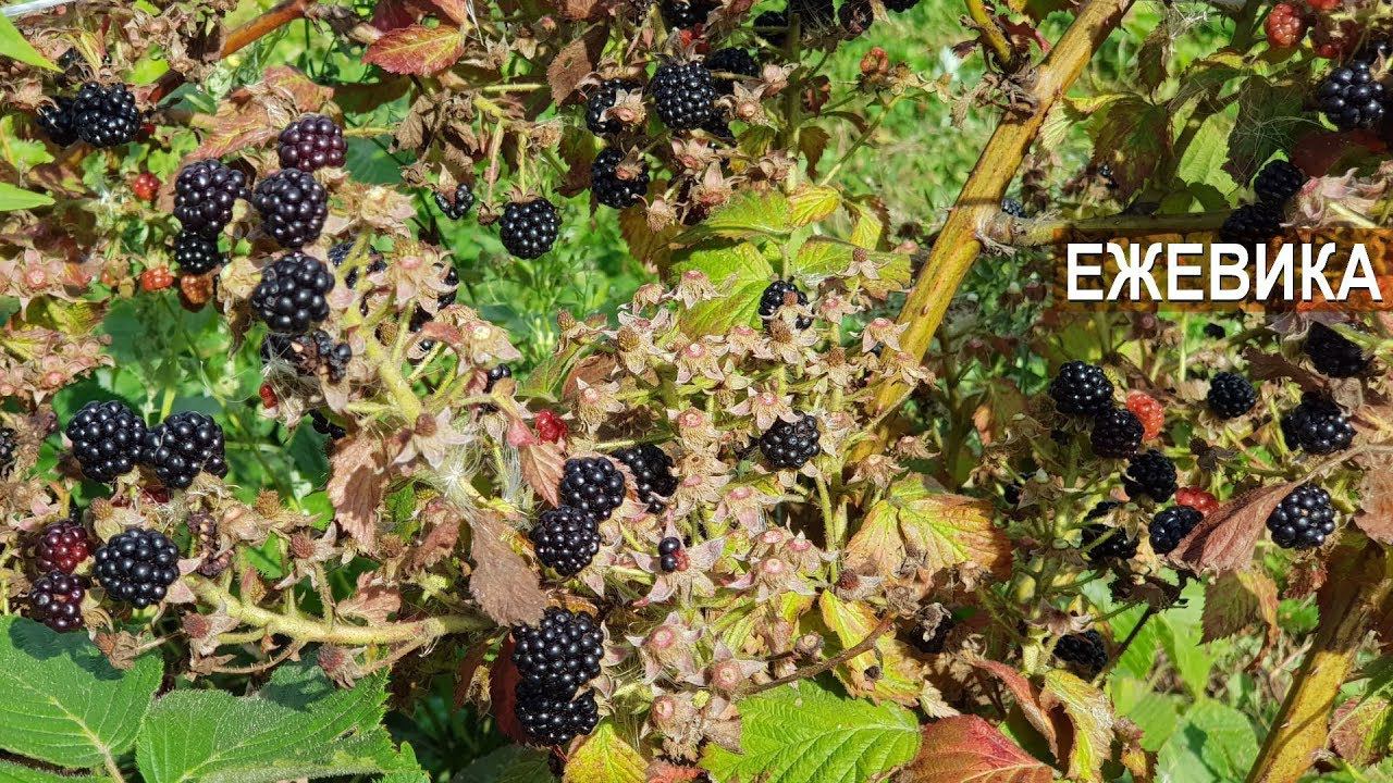 Ежевика в КФХ Юрия Коровина. Куманика и росяника что это такое?