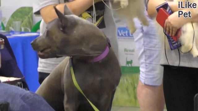 Тайский риджбек. Особенности. Уход смотреть онлайн