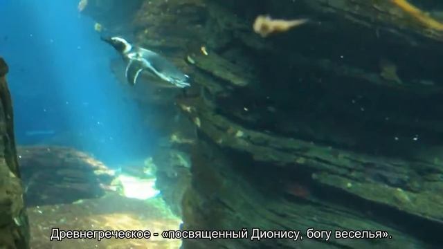 Значение имени Денис. Толкование, судьба, характер смотреть онлайн