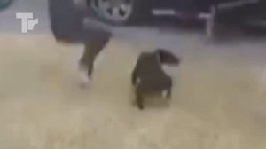 Собака спасла Девочку. Случаи спасения людей животными.