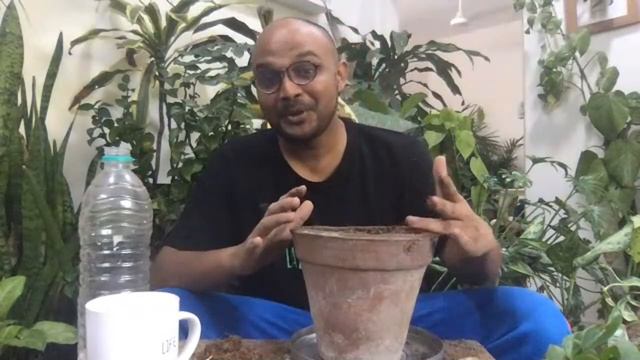 Growing Ginger At Home | How To Grow Adrak In Container