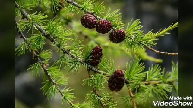 Прохождение экологической тропы смотреть онлайн