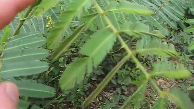 Shy shy plant in Cambodia смотреть онлайн