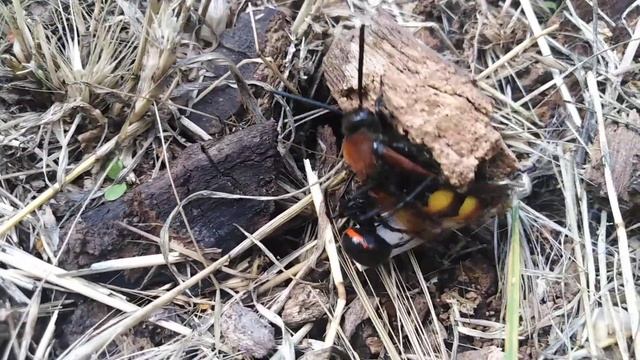 Шершень vs Паук Каракурт, уникальные кадры дикой природы смотреть онлайн