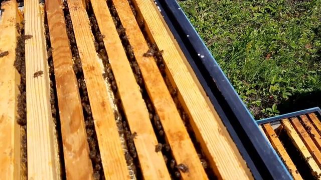 Применил изолятор МИЛЕНИНА за неделю до липы