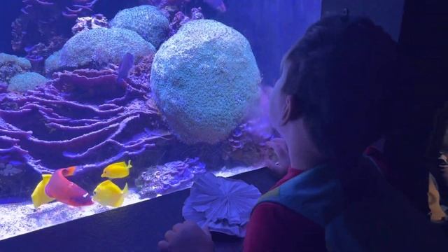 Seattle Aquarium-Океанариум Сиэтла. смотреть онлайн