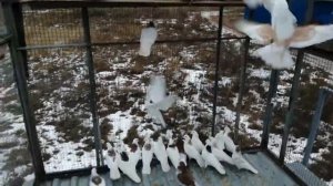 ижевские и пермские голуби