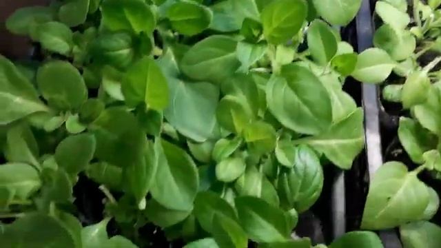 КАК РАЗМЕСТИТЬ РАССАДУ НА ПОДОКОННИКЕ В КВАРТИРЕ.ОБЗОР РАССАДЫ. смотреть онлайн