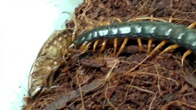 Друзья в Зоопарке