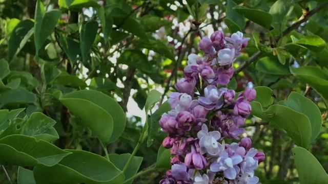 Lilas Commun 'Syringa vulgaris Katherine Havemeyer' La fragrance douce et légère смотреть онлайн