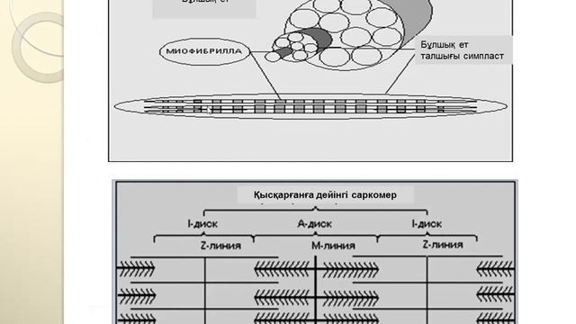 Дәріс тақырыбы: Бұлшық ет ұлпасы смотреть онлайн