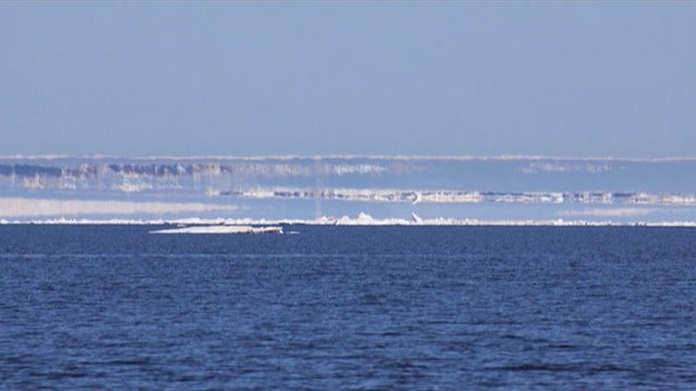 Финвал в море Лаптевых